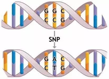 SNP molecular labeling and detection