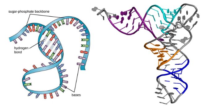 Okuphambili kokutholakala kwezidakamizwa: Ukukhomba i-RNA ngamamolekyuli amancane