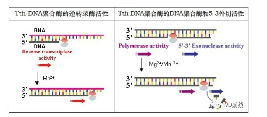 Twee RT-PCR-enzymen met dubbele functie
