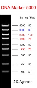 DNA-ladder van 5000 bp