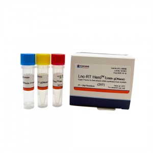 Lnc-RT Heroᵀᴹ I(Бо gDNase)(Super Premix барои синтези аввалини cDNA аз lncRNA)