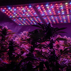 Toplighting Drivhus Grow Lamp Havebrug Hydroponic Light Til Indendørs Plant Full Spectrum Led Grow Lights Bar
