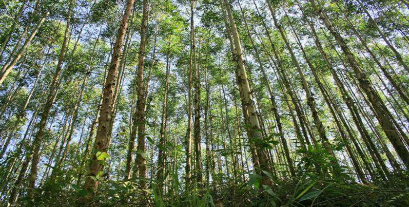 Guangxi lansează un program de acțiune de trei ani pentru industria forestieră de trilioane de dolari din Guangxi (2023-2025)