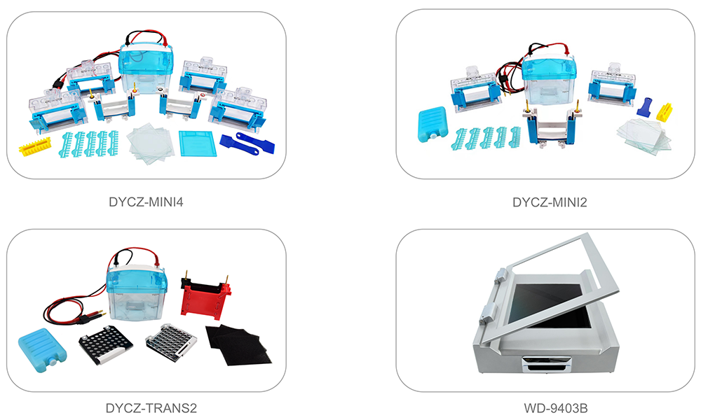 Beijing Liuyi Biotechnology Co., Ltd has launched new products for protein analysis, western blotting and gel observation. DYCZ-MINI series are fully compatible with the main international brands, and can run up to four precast or handcast polyacrylamide gels. The trans-blot module of DYCZ-TRANS2 is compatible with the chamber of DYCZ-MINI series. The WD-9403B can observe gel for nucleic acid electrophoresis. These new products are all durable, versatile, and easy to assemble. Welcome to contact us for more details!