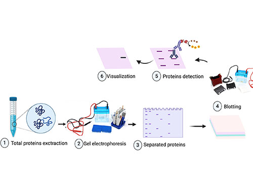 تسلط بر بلات انتقال الکترونی برای وسترن بلات: افشای اسرار تشخیص پروتئین