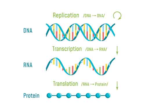 Ηλεκτροφόρηση γέλης αγαρόζης RNA