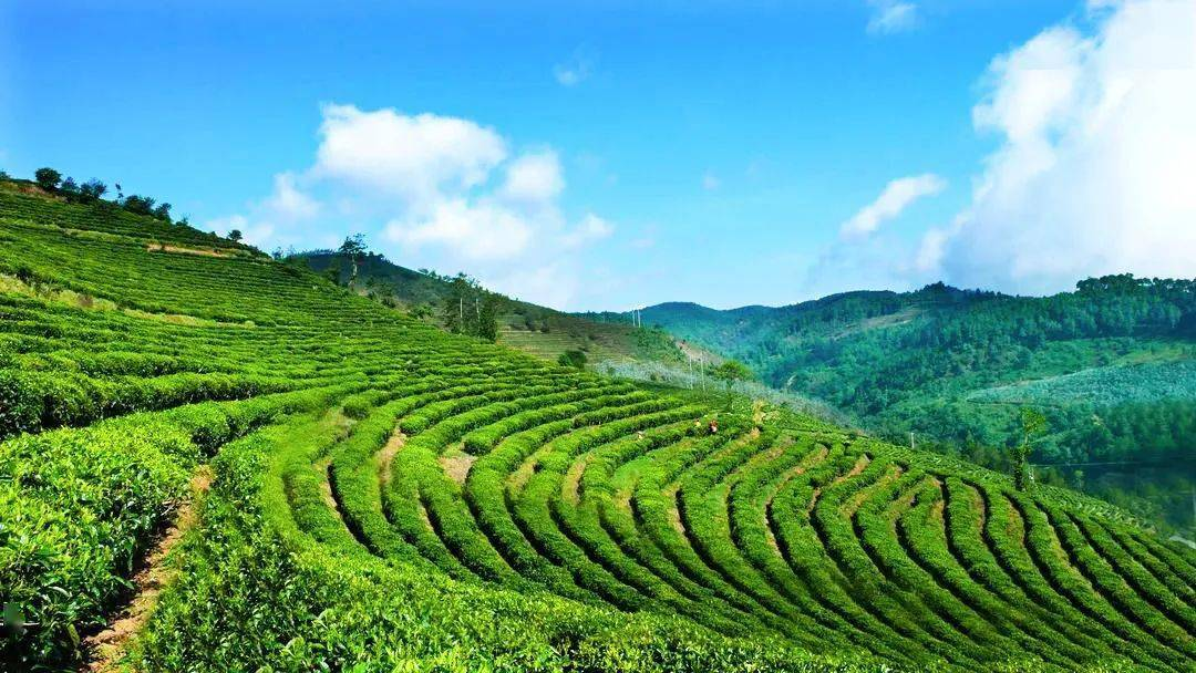 Die Begeisterung für den Aufbau des Teetourismusprojekts bleibt bestehen