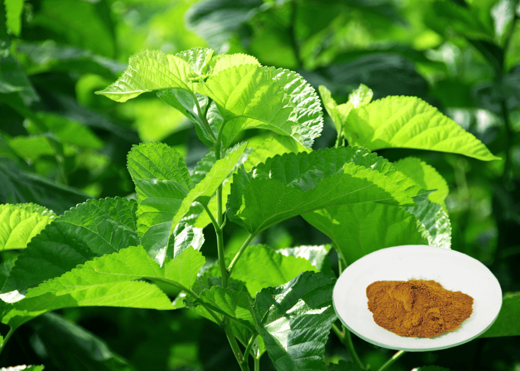 GeneCare Mulberry leaf extract