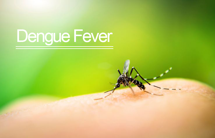 Dengue Fever – Caused by a Mosquito