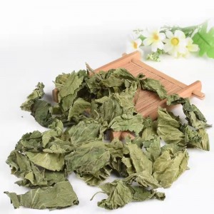 Sang Ye Wholesale Crude Herbal Medicine Folium Mori Dried White Mulberry Leaf