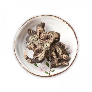Sheng Ma Bulk Supply Chinese Herbs Medicine Dried Cimicifugae Rhizoma