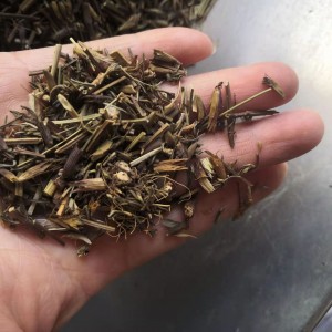 China OEM Rheum Officinale Pricelist –  gan qing qing lan wholesale natural pure herbal Dracocephalum tanguticum Maxim – Bestop