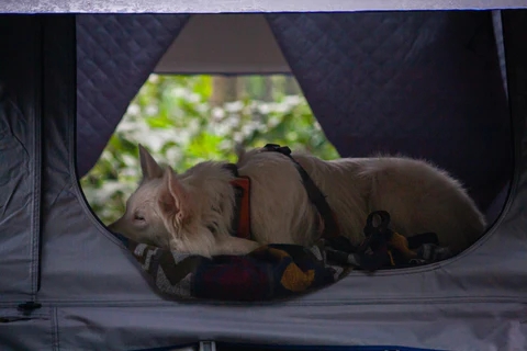 Com portar gossos a la tenda del terrat