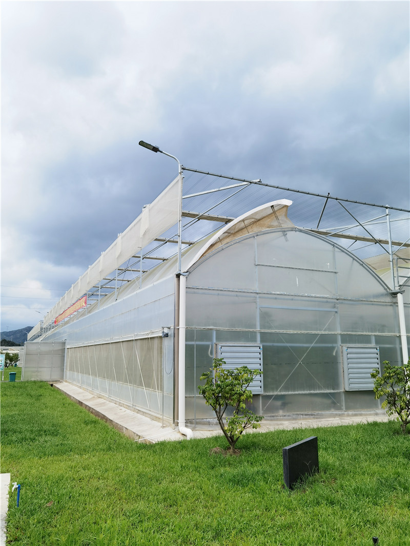 Tomato greenhouse opens in Manitoba - Produce Blue Book