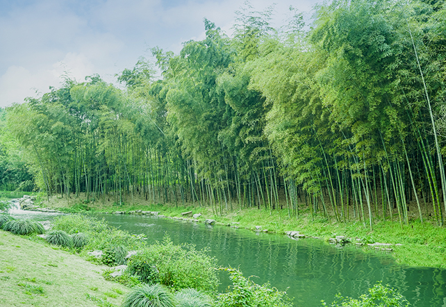 Bambusskog