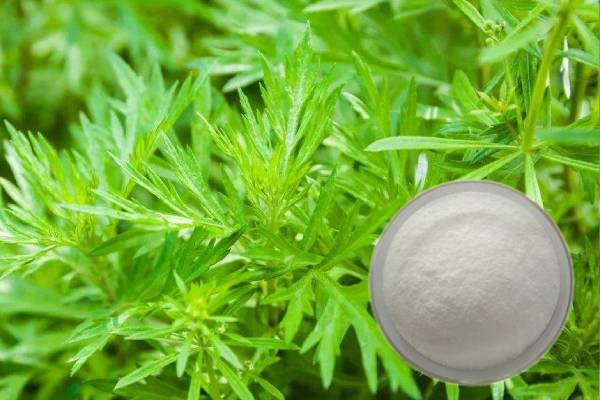 Artemisia annua dondoo Artemisinin 98% ya malighafi ya mimea ya kuzuia malaria