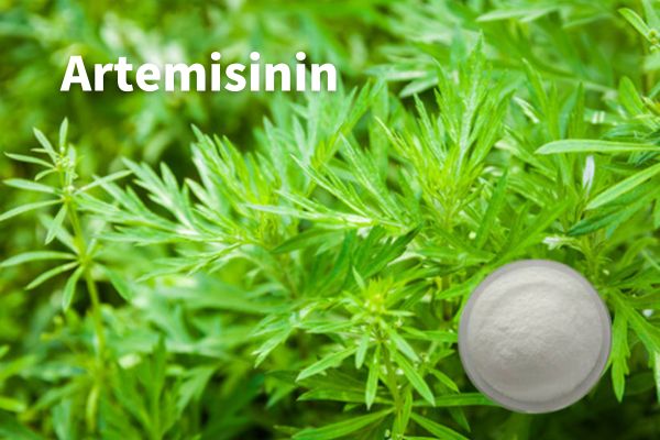 Trab tal-Artemisinin ta' Grad Farmaċewtiku CAS 63968-64-9 Artemisinin minn Artemisia Annua