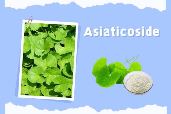Centella Asiatica Extract Cosmetic Grade Asiaticoside Powder kanggo Perawatan Kulit