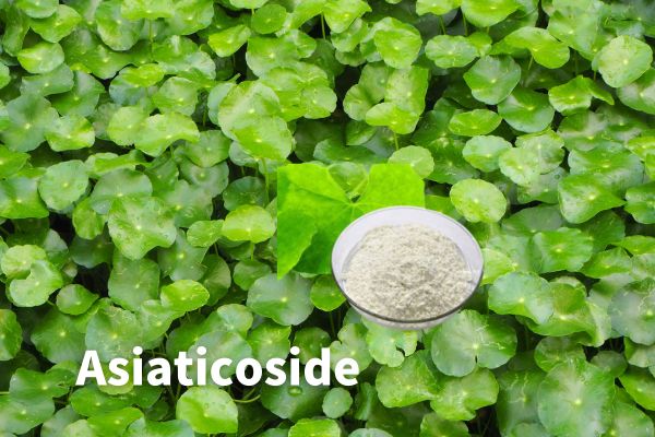 Wysokiej jakości ekstrakt Asiaticoside Centella Asiatica
