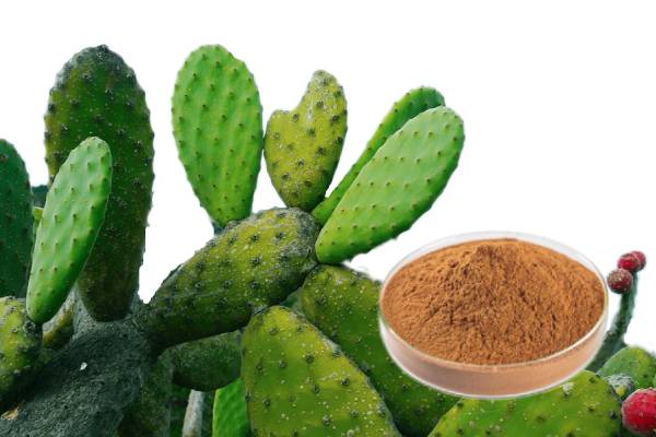 Ekstrak kaktus flavon polysaccharide saponin bahan baku farmasi