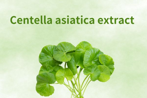 Centella Asiatica Extract Powder Natural Extract Supplier