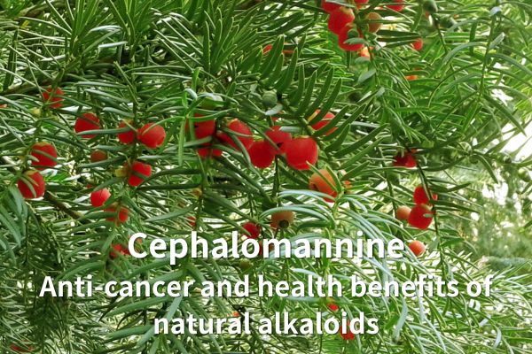 Cephalomannine: Anti-cancer ug benepisyo sa kahimsog sa natural nga alkaloids