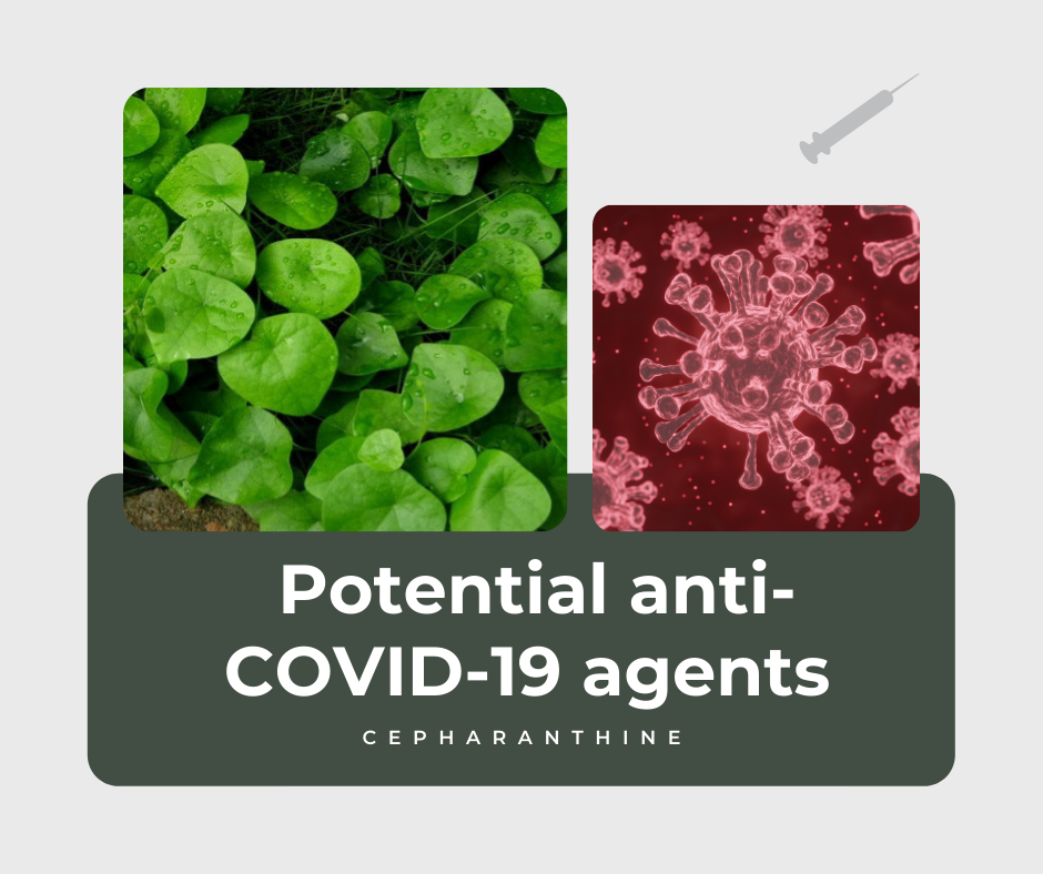 除了可能抑制 COVID 19 之外，千金藤素还有哪些作用？