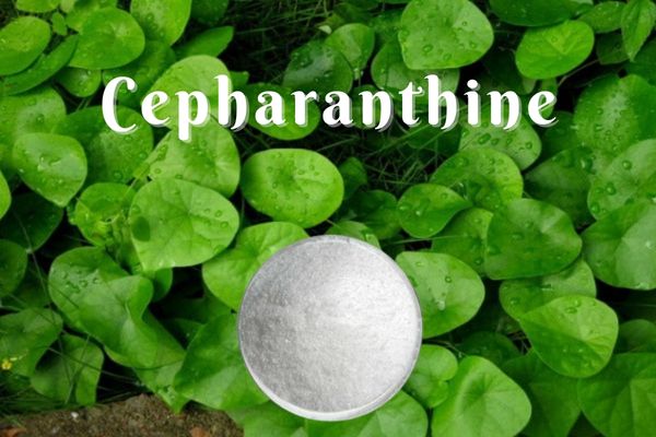 لوړ کیفیت Cepharanthine 98% CAS 481-49-2