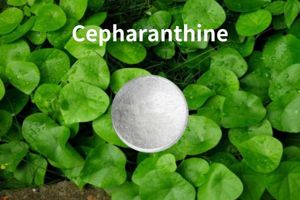 Cepharanthine Ardchaighdeáin 98% HPLC CAS 481-49-2