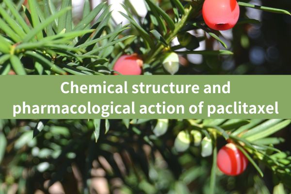 Estrutura química e acción farmacolóxica do paclitaxel