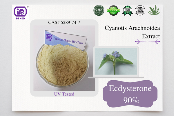 Cyanotis Arachnoidea 提取物天然 90% 蜕皮甾酮 CAS 3604-87-3