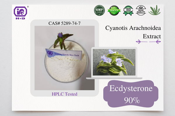 Ekdisteronas beta ekdisteronas 20-hidroksiekdizonas Cyanotis arachnoidea ekstraktas