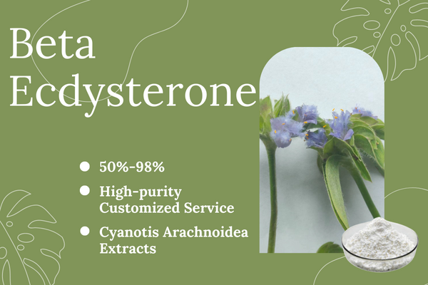 Cyanotis Arachnoidea Extract 20-Hydroxyecdysone Powder Ecdysterone 99%