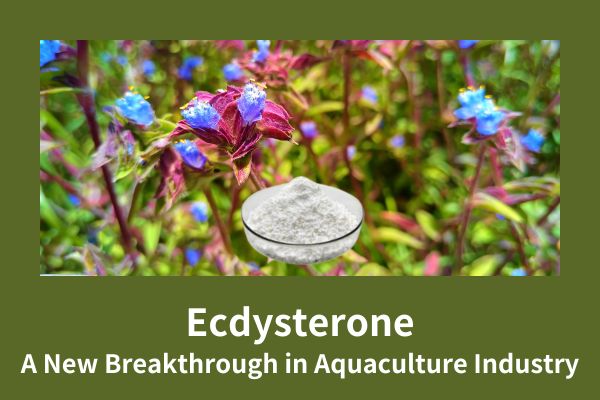 Ecdysterone: د Aquaculture په صنعت کې یو نوی پرمختګ