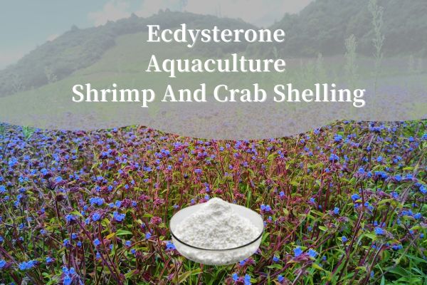 Ecdysterone Aquaculture ծովախեցգետնի և խեցգետնի ռմբակոծություն