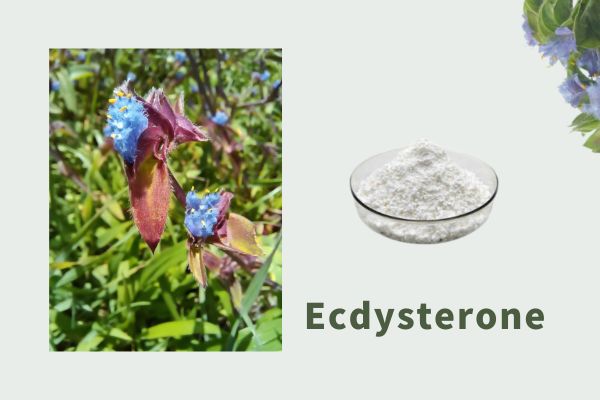 Хокаи баландсифати Ecdysterone Beta Ecdysterone Hydroxyecdysone CAS 5289-74-7