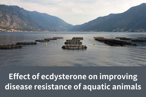 Tác dụng của ecdysterone trong việc nâng cao khả năng kháng bệnh của động vật thủy sản