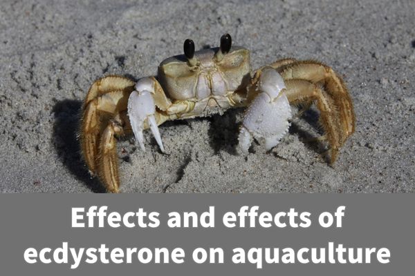 Ekdisterono poveikis ir poveikis akvakultūrai