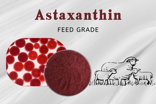 Feed Grade Haematococcus Pluvialis Extract Powder 10% Astaxanthin