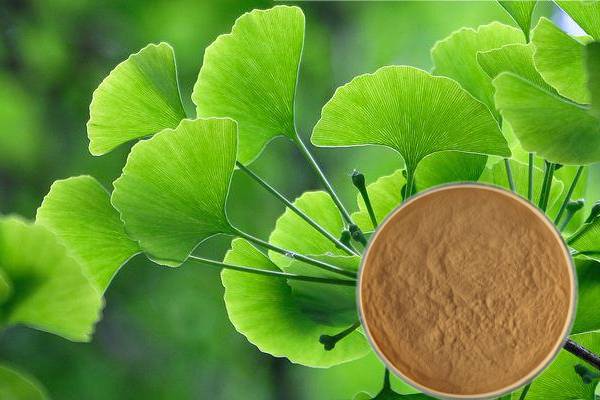 Ginkgo biloba extract flavone 24% lactone 6% cosmetic raw مال