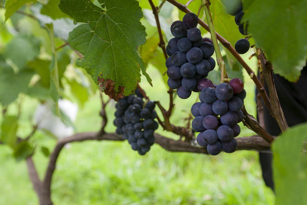 Дали ја знаете ефикасноста на екстрактот од семки од грозје?