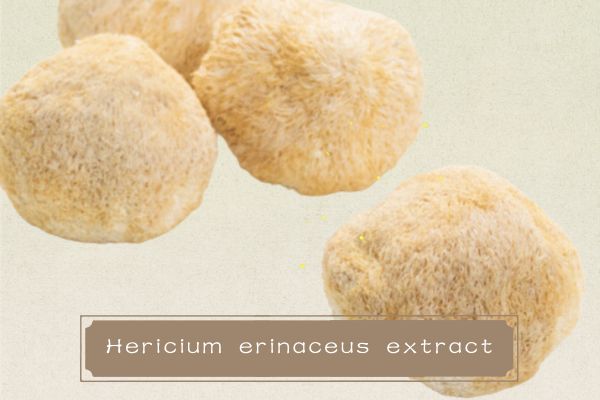 Lëndë e parë e fabrikës 100% ekstrakt i pastër Natyral Hericium Erinaceus Mushroom