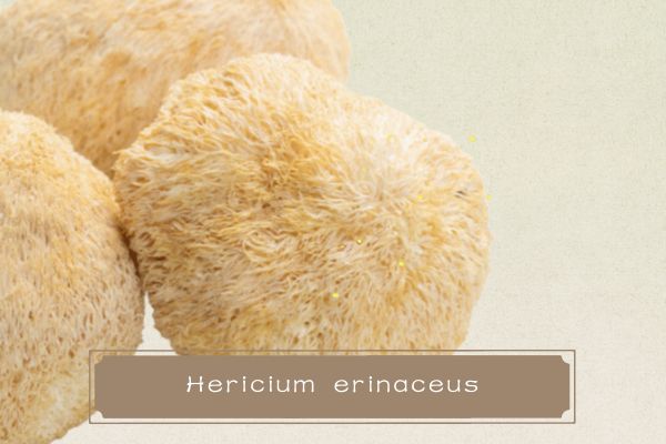 Ekstrak Hericium Erinaceus Alami 30% Hericium Erinaceus Polisakarida