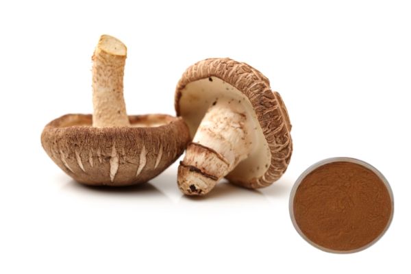 Mushroom tayo sare leh oo soo saarta budada Polysaccharide 30% 50% Lentinan