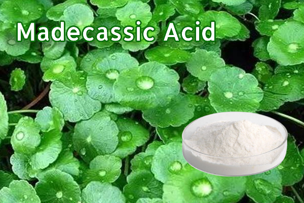 Poudre d'acide Madecassic 95% CAS 18449-41-7 Extrait de Centella Asiatica