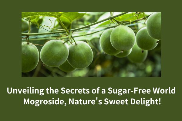 Desvendando os segredos de um mundo sem açúcar: Mogroside, a doce delícia da natureza!