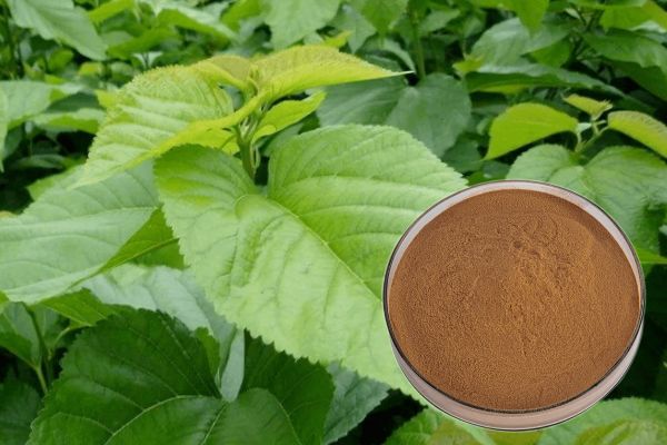 Mulberry Leaf DNJ Mulberry Leaf Extract Health Product خام مال