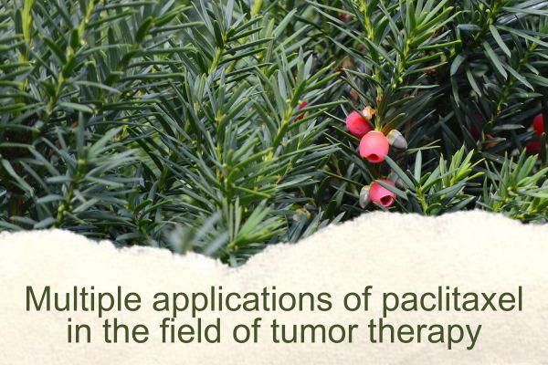 Multiple aplikasi paclitaxel ing bidang terapi tumor