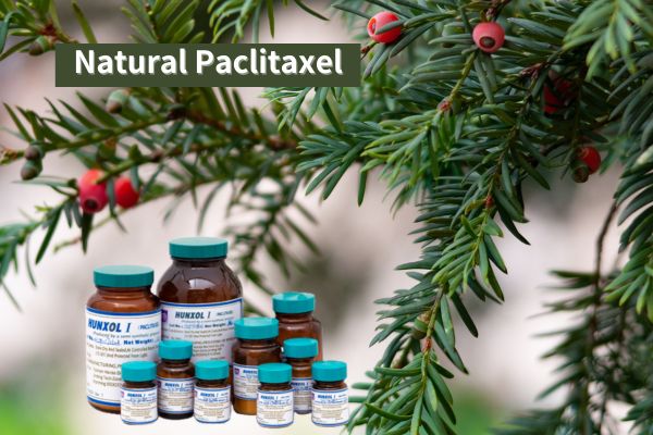 Paclitaxel natural Materias primas farmacéuticas de paclitaxel de alta pureza