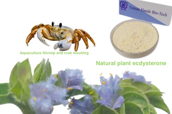Natural plant ecdysterone Aquaculture Shrimp and crab moulting
